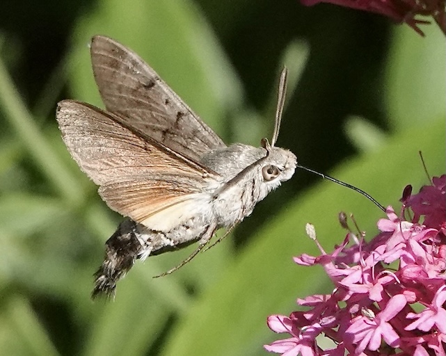hummingbird hawkmoth